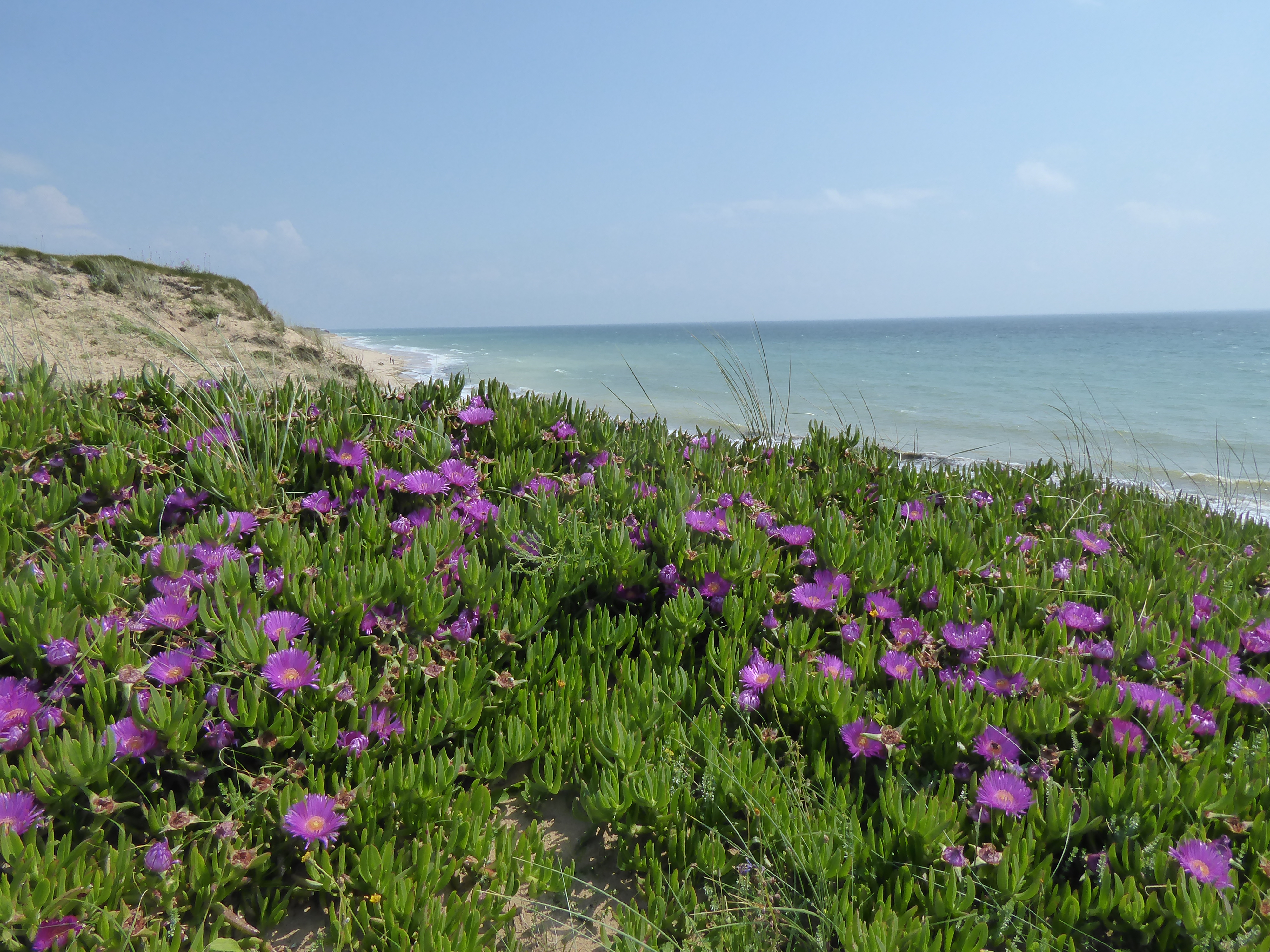 Plantes Exotiques Envahissantes : un danger pour la biodiversité
